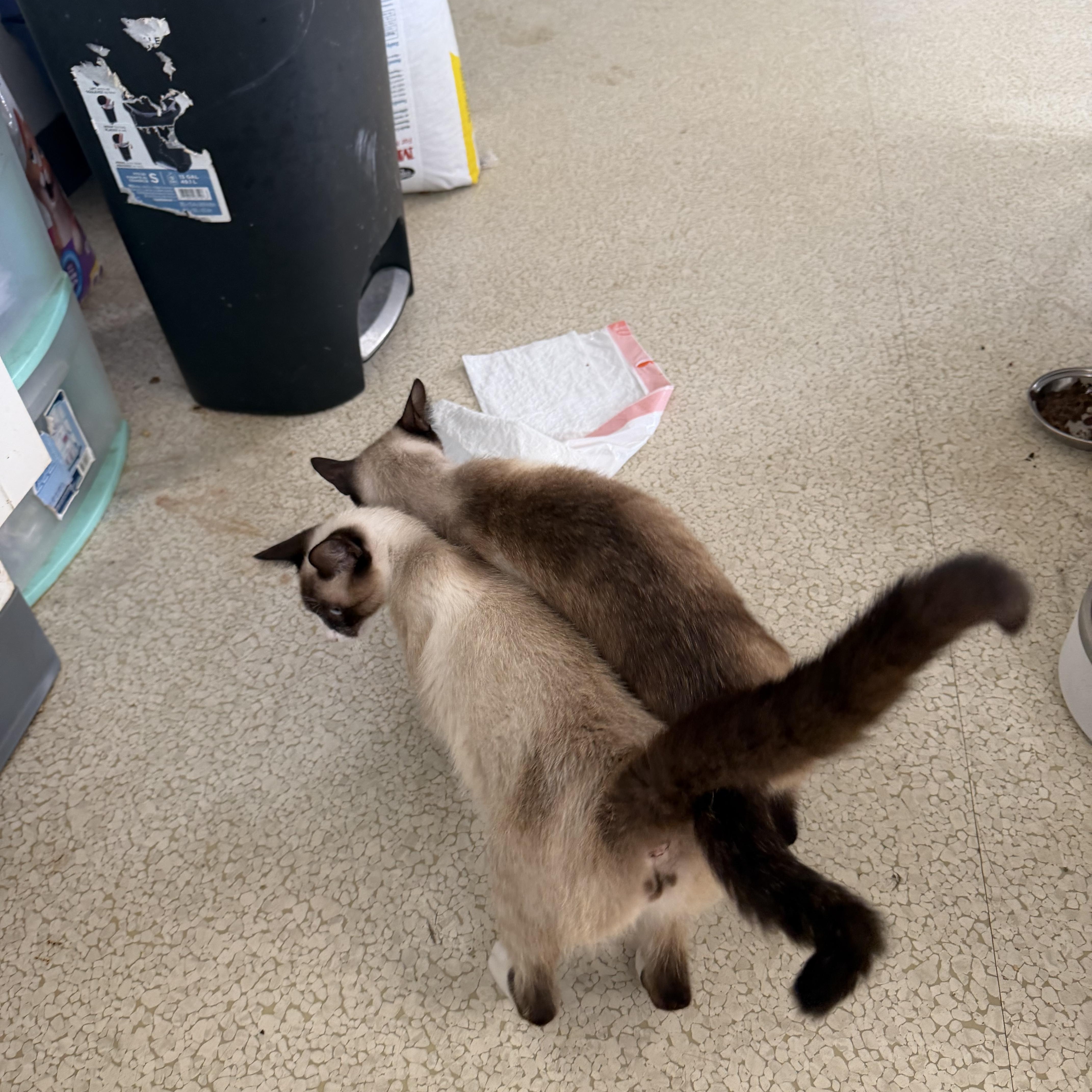 An adult medium-sized female Brown / Chocolate Siamese cat named Samantha for adoption in Muldrow, OK