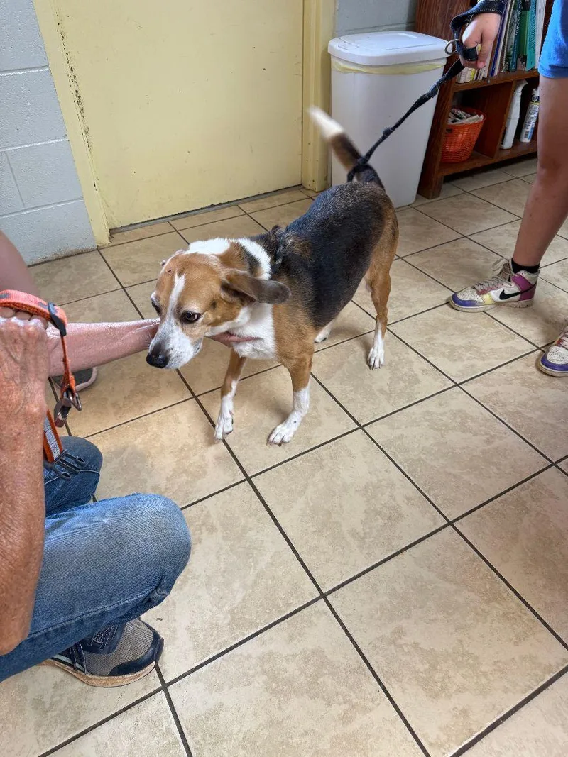 A senior medium-sized female Beagle dog named Ava for adoption in Staley, NC