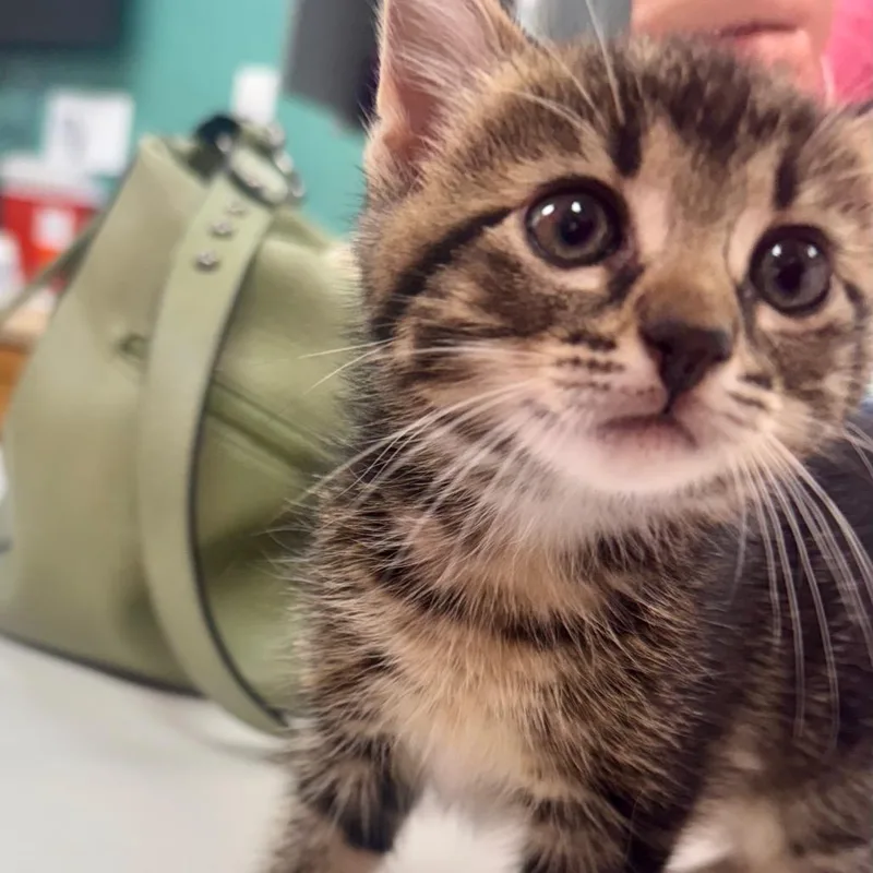 A baby small-sized female Brown / Chocolate Domestic Short Hair cat named Cupcake for adoption in Starkville, MS