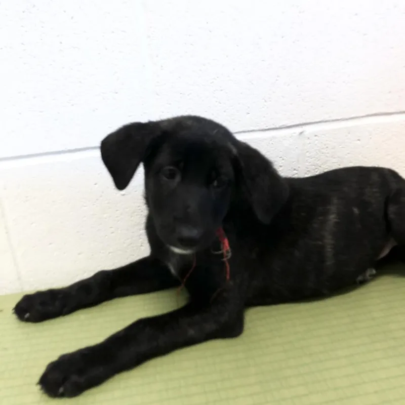 An adult medium-sized female Brindle Mixed Breed dog named Veve for adoption in League City, TX