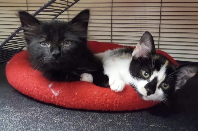 A baby medium-sized female Black Domestic Medium Hair cat named Pumpernickel for adoption in Lemoyne, PA