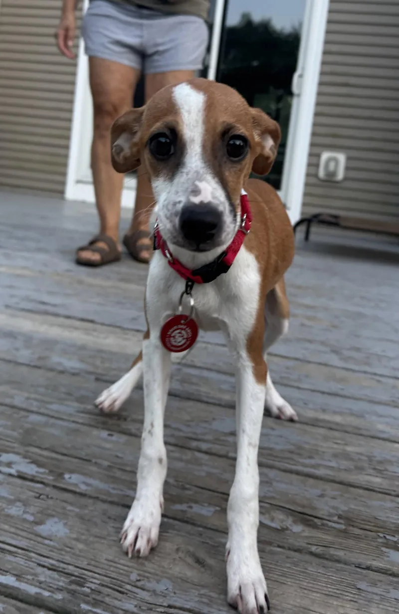 A young medium-sized female Italian Greyhound dog named Sugar Cookie LOCAL for adoption in Wakefield, RI