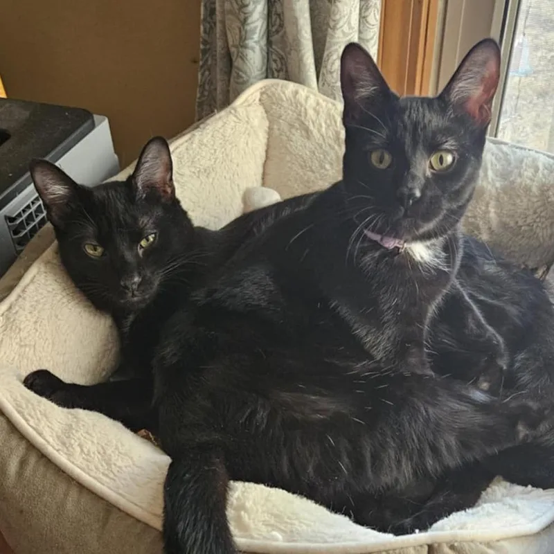 An adult small-sized male Black Domestic Short Hair cat named Blackstar for adoption in Greenwood, MO