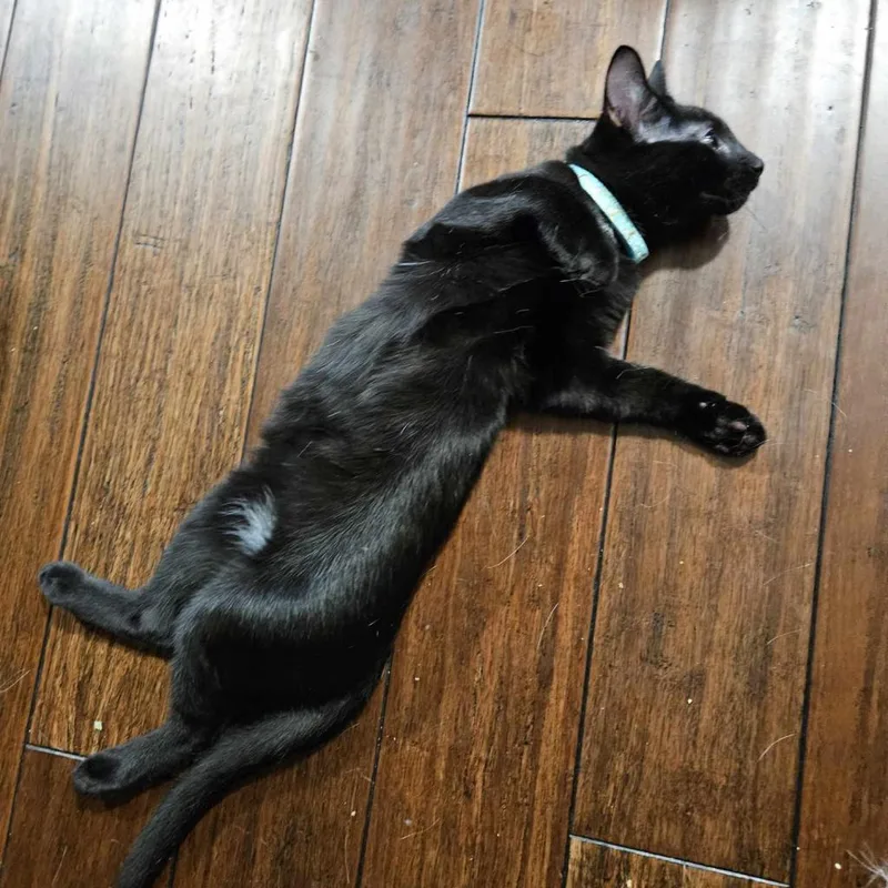 Blackstar thumbnail 3