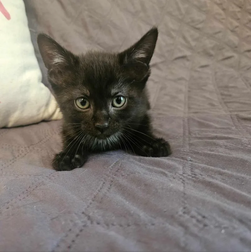 Blackstar thumbnail 4