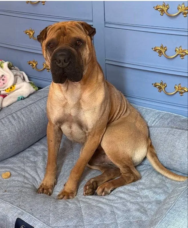 An adult medium-sized male Shar-Pei dog named Baron von Wrinkles for adoption in Lake Forest, CA