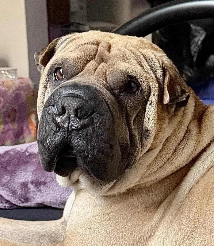Baron von Wrinkles thumbnail 2