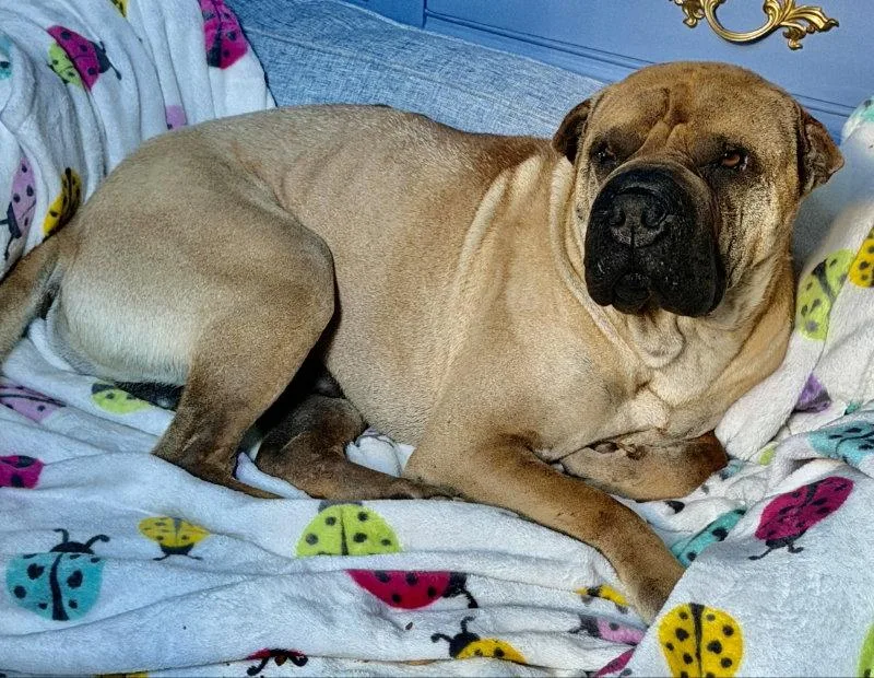 Baron von Wrinkles thumbnail 3