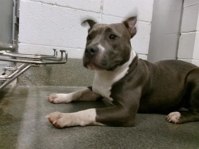 An adult medium-sized female Pit Bull Terrier dog named Athena for adoption in Huntsville, AL
