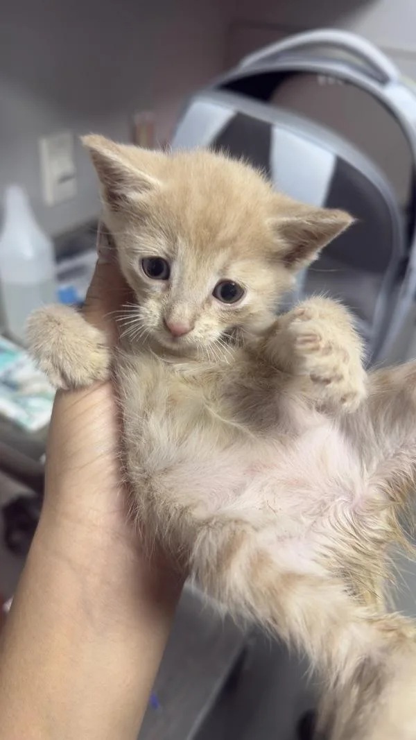 A baby small-sized male Domestic Short Hair cat named Ricky for adoption in Lawrenceville, GA