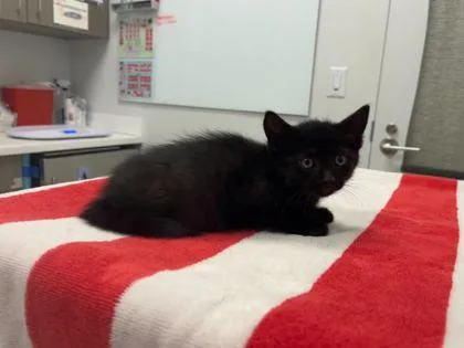 A baby small-sized male Black Domestic Short Hair cat named Black Tip Reef Shark for adoption in Kansas City, MO