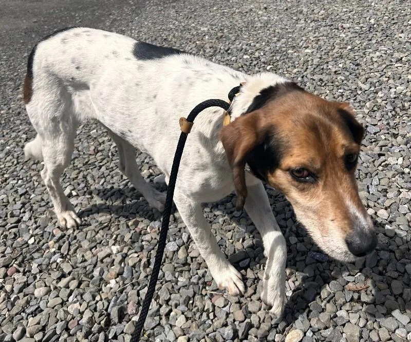 A young large-sized female Hound dog named Addie for adoption in Cortland, NY