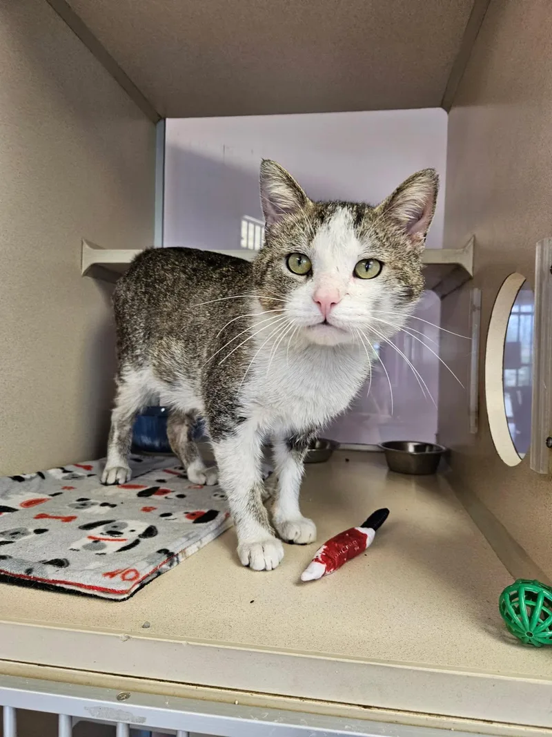 An adult medium-sized male Tabby (Brown / Chocolate) Domestic Short Hair cat named Lugnut for adoption in Mansfield, OH