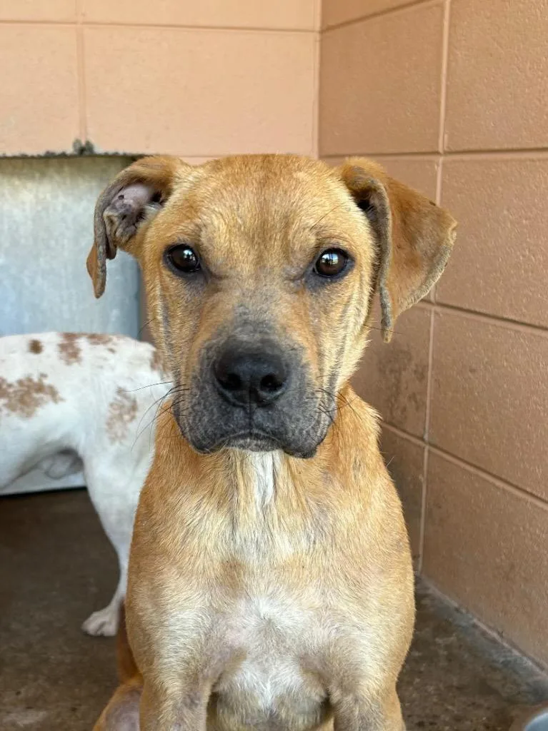 A baby medium-sized male Pit Bull Terrier dog named Andy for adoption in Gautier, MS