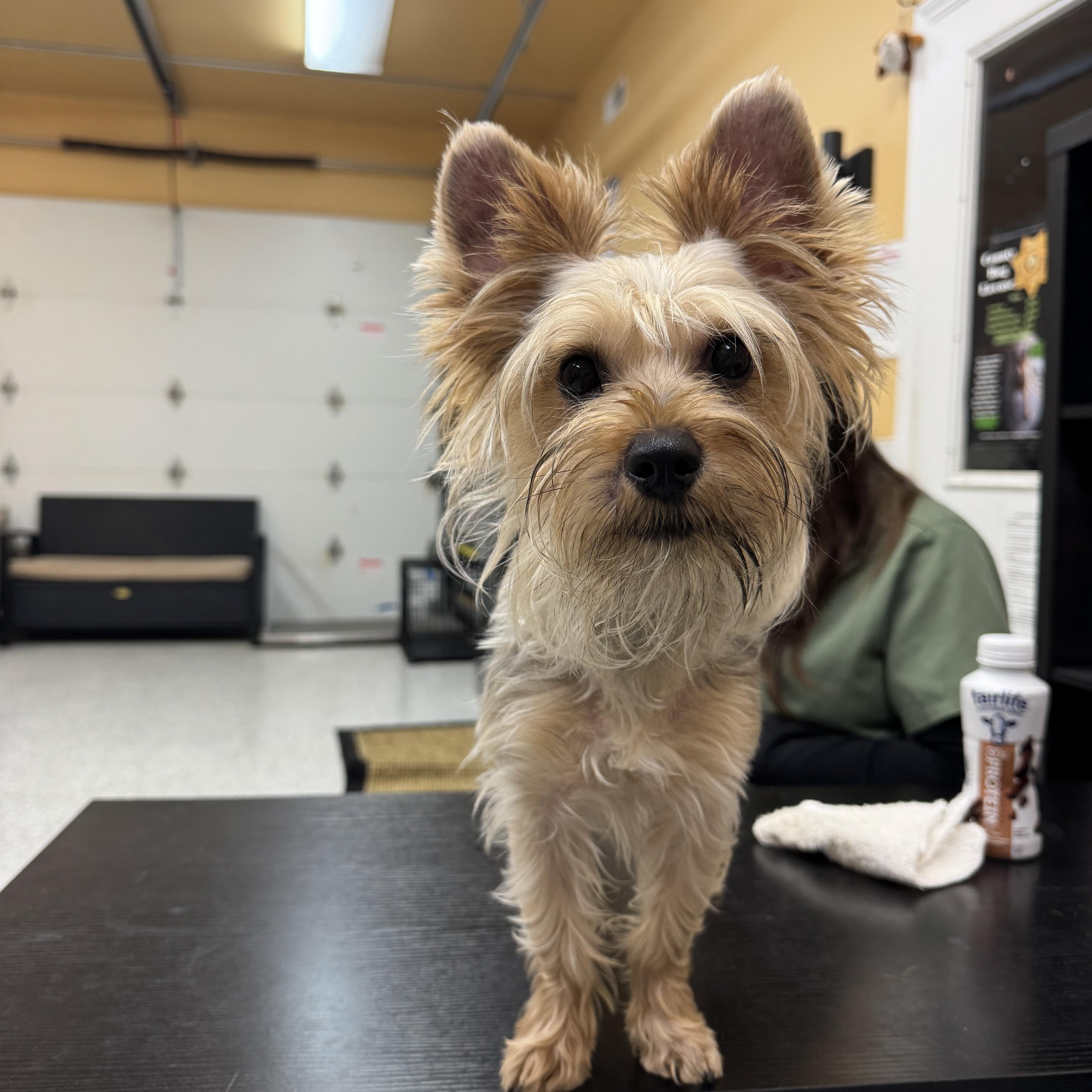 A young small-sized male Yorkshire Terrier dog named Mojito for adoption in Hood River, OR