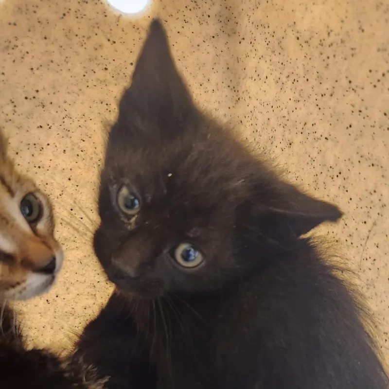 A baby small-sized male Black Domestic Short Hair cat named Kalahari for adoption in Reno, NV