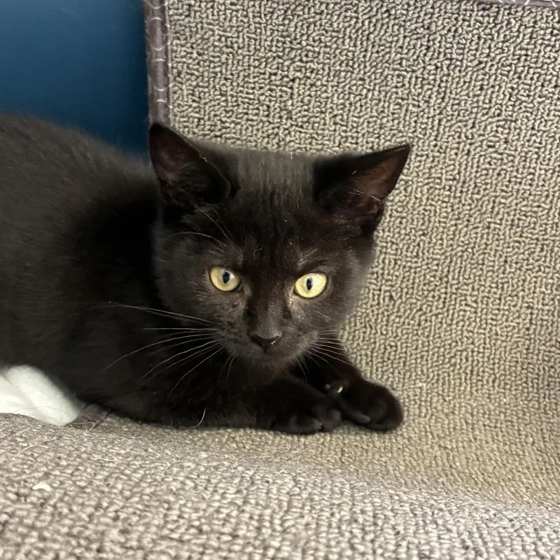 A baby small-sized female Black Domestic Short Hair cat named Blossom for adoption in Tulsa, OK