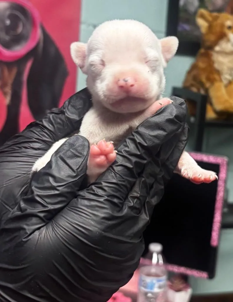 A baby small-sized male American Staffordshire Terrier dog named Augustus for adoption in Rockport, TX