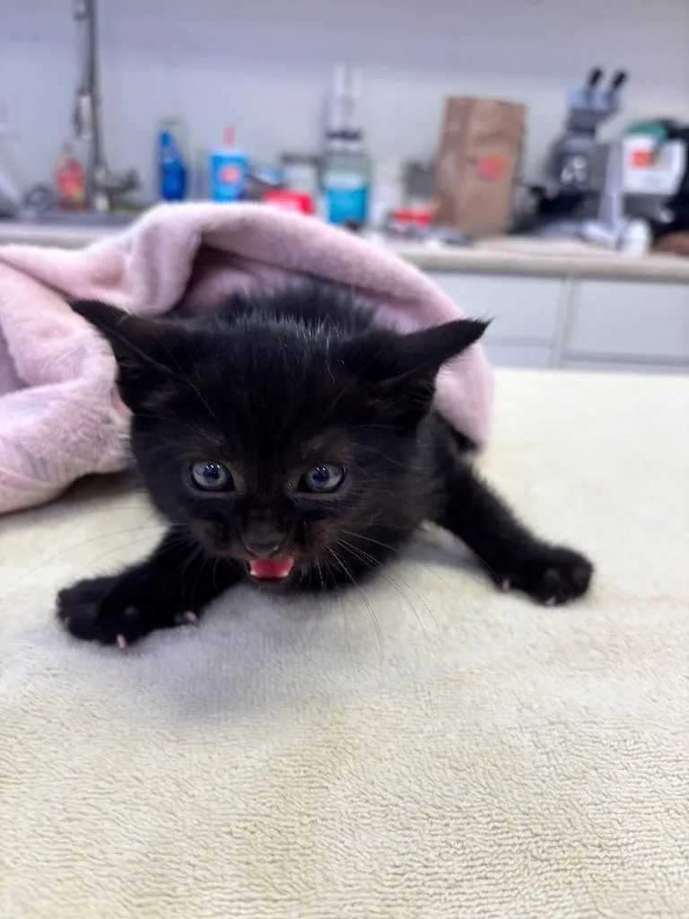 A baby small-sized male Domestic Short Hair cat named Jalapeno for adoption in Brookings, OR