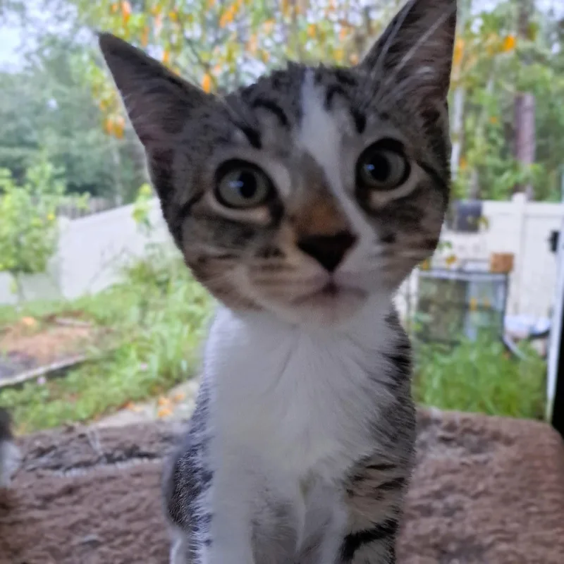 A baby medium-sized female Tabby (Brown / Chocolate) Domestic Short Hair cat named Zilly for adoption in Jacksonville, FL