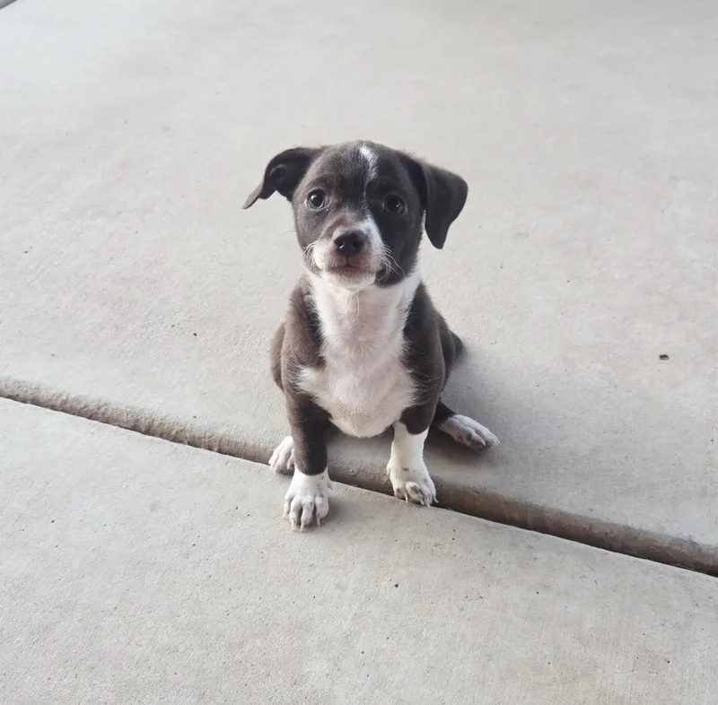 A baby small-sized female Brown / Chocolate Dachshund dog named Dos for adoption in Cave Creek, AZ