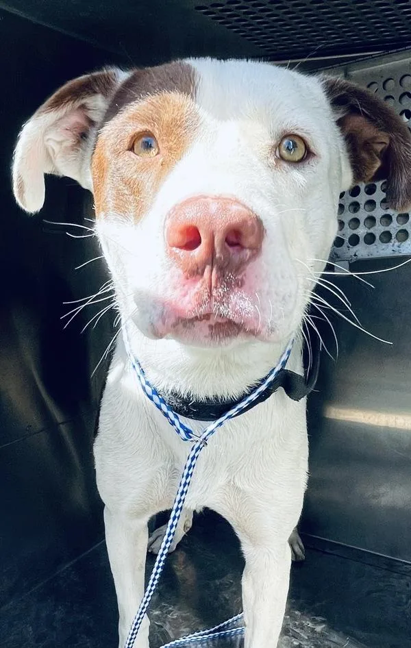 An adult medium-sized male Pit Bull Terrier dog named 6-7 for adoption in Victorville, CA