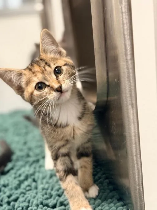 A baby medium-sized female Tabby (Brown / Chocolate) Domestic Short Hair cat named Cinnamon for adoption in Winter Haven, FL