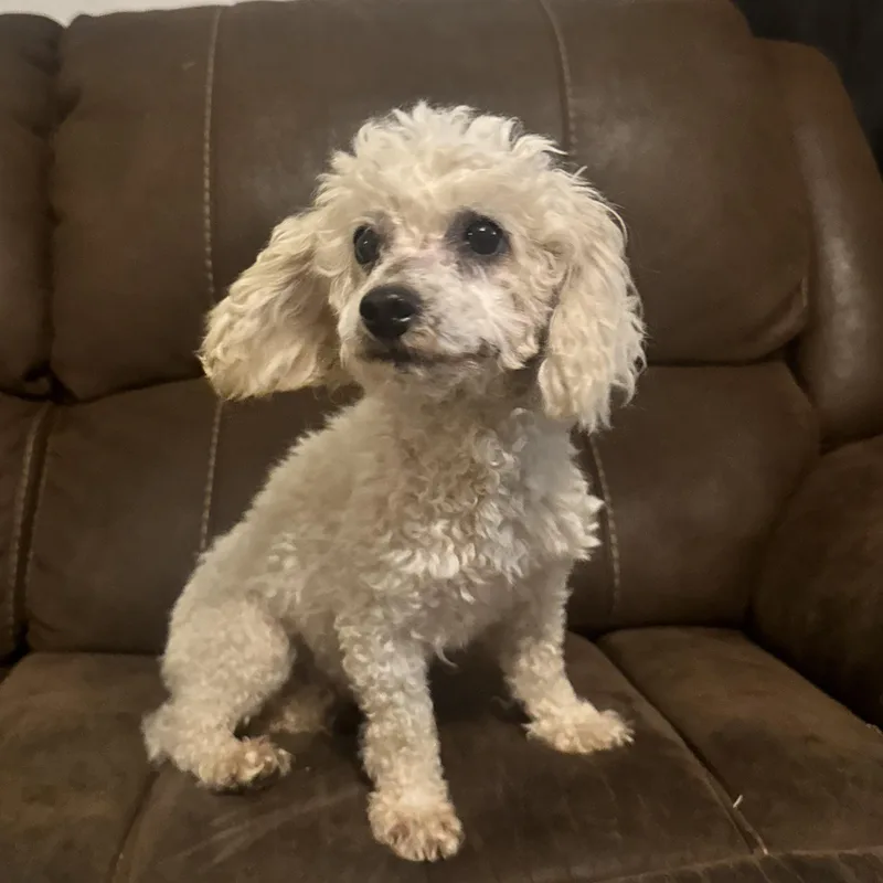 A senior small-sized female White / Cream Miniature Poodle dog named Laraloo for adoption in Broken Arrow, OK