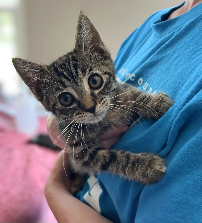 A baby medium-sized female Tabby (Brown / Chocolate) Domestic Short Hair cat named Madison for adoption in Seville, OH