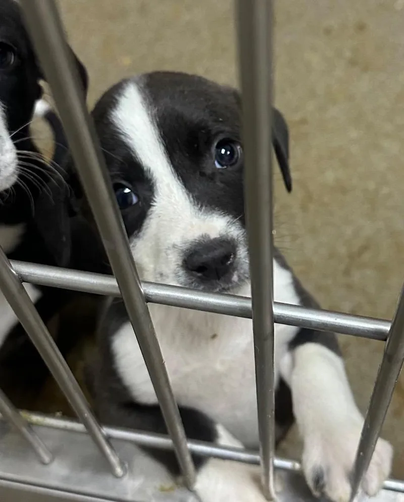 Wilkerson Inigo Montoya