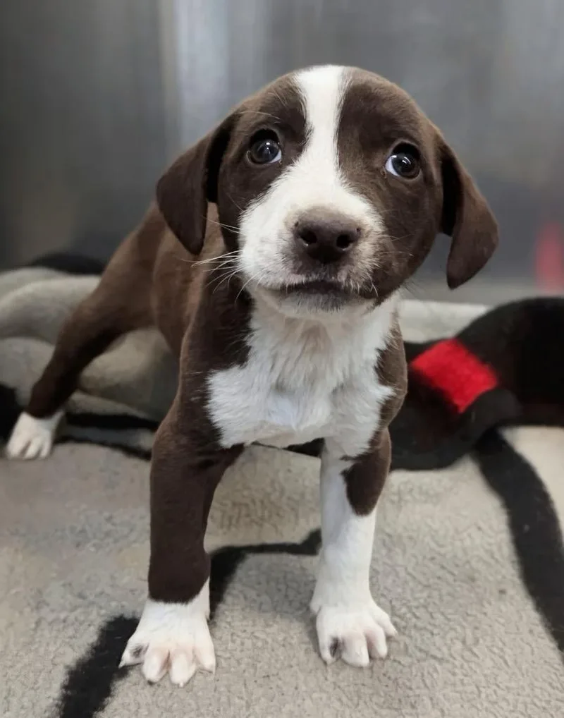 Wilkerson Inigo Montoya thumbnail 2