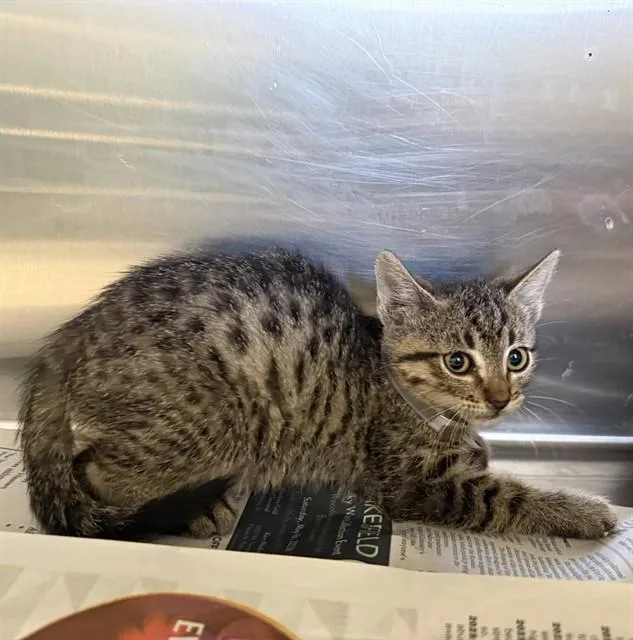 A baby small-sized female Domestic Short Hair cat named Rose for adoption in Lancaster, CA