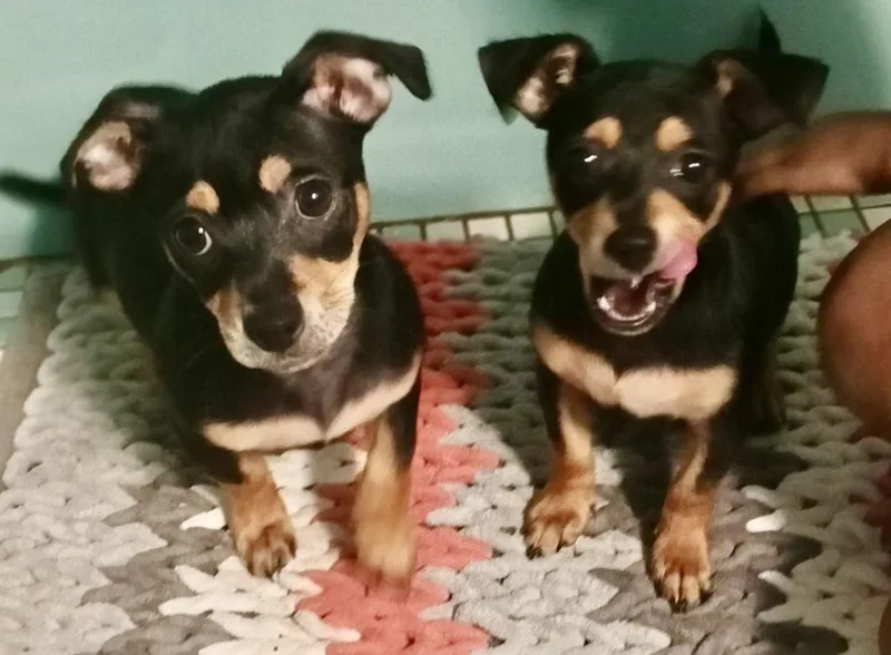 A baby small-sized male Black Chiweenie dog named Poquito And Poqueno for adoption in Cantonment, FL