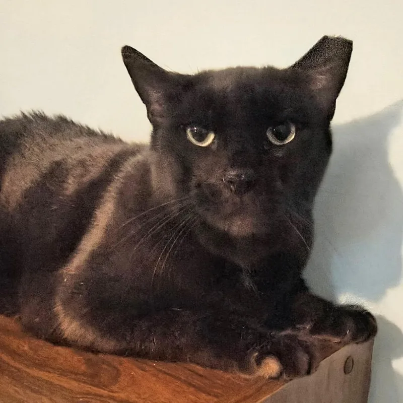 Nyx