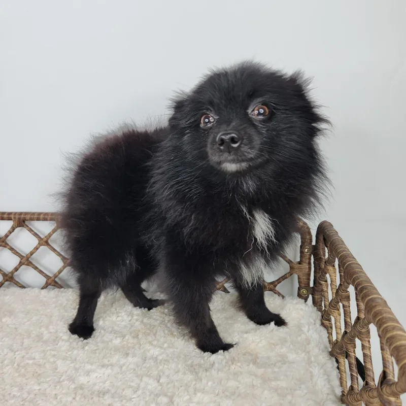 An adult small-sized male Black Pomeranian dog named Hefty for adoption in Fort Wayne, IN