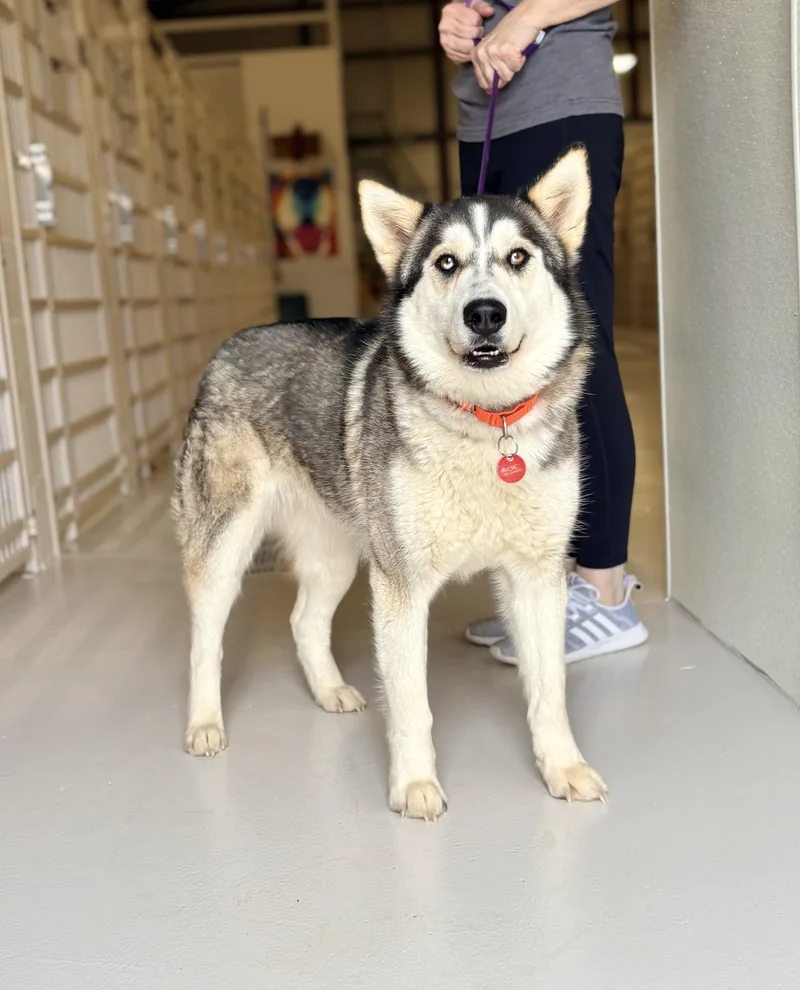 An adult medium-sized female Husky dog named Millie for adoption in Chicago, IL