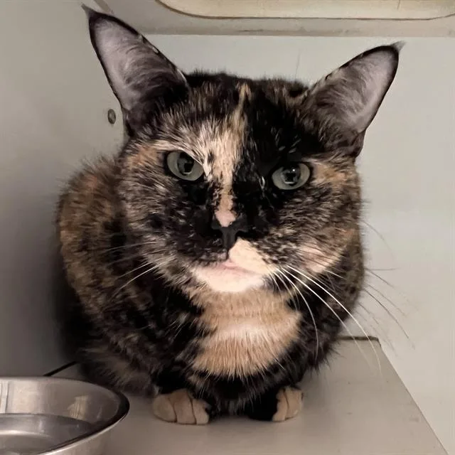 An adult medium-sized female Domestic Short Hair cat named Camilla for adoption in Methuen, MA