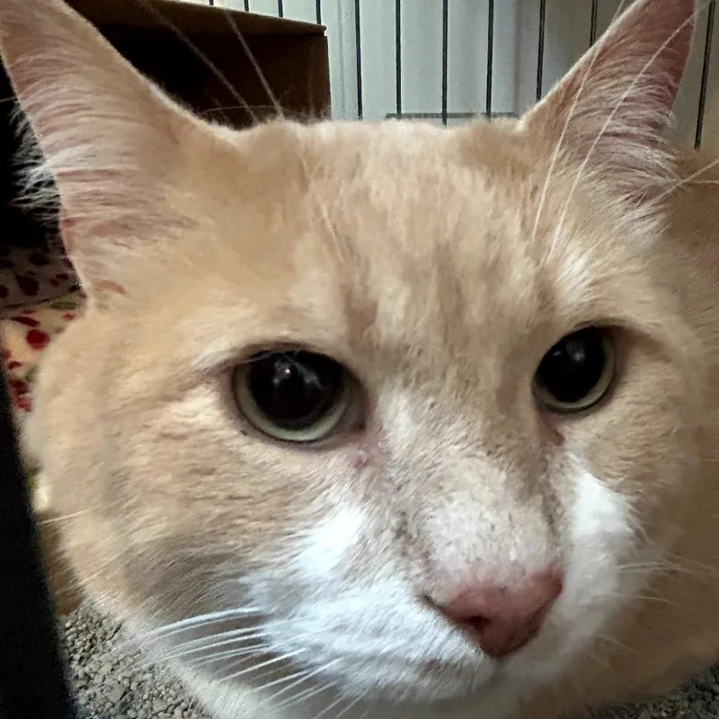 Simba