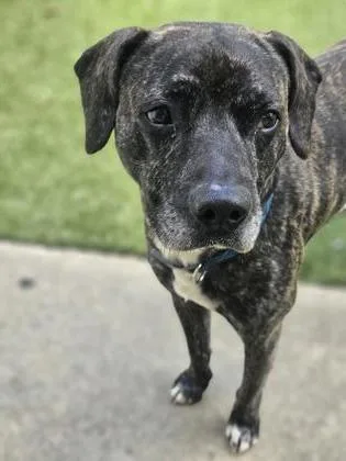 An adult large-sized male Hound dog named Leroy for adoption in Savannah, GA