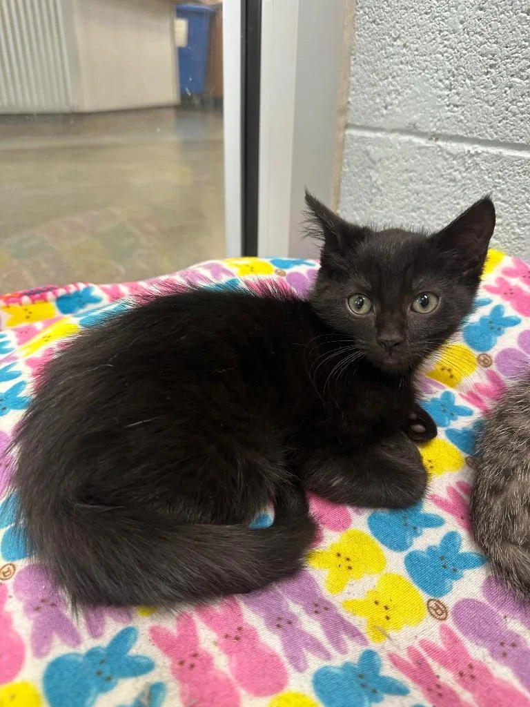A baby medium-sized male Domestic Medium Hair cat named Ringo for adoption in Johnson City, TN
