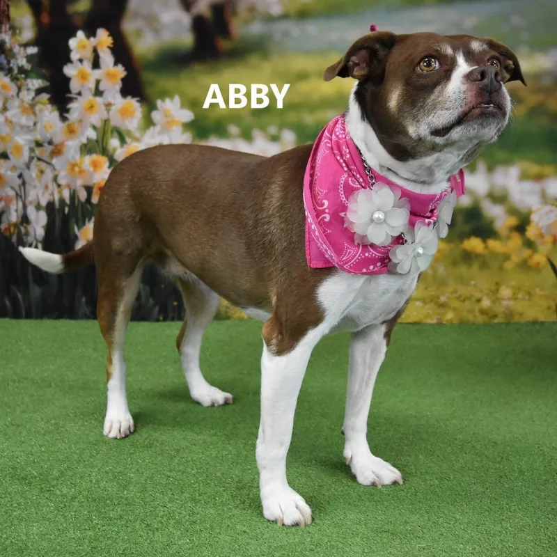 Abby