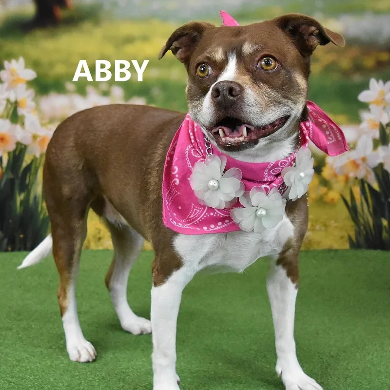 Abby thumbnail 2
