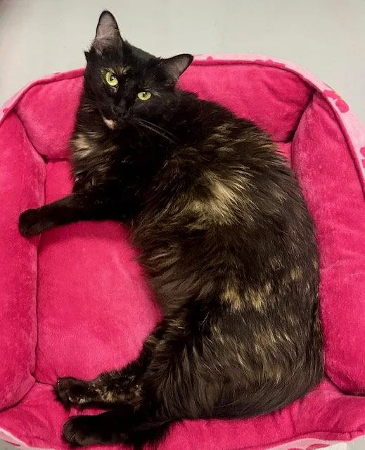 An adult medium-sized female Tortoiseshell cat named Sprinkles for adoption in West Hills, CA