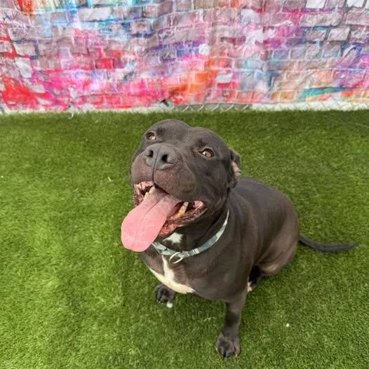 A senior medium-sized female Black Pit Bull Terrier dog named Belle for adoption in Warren, OH