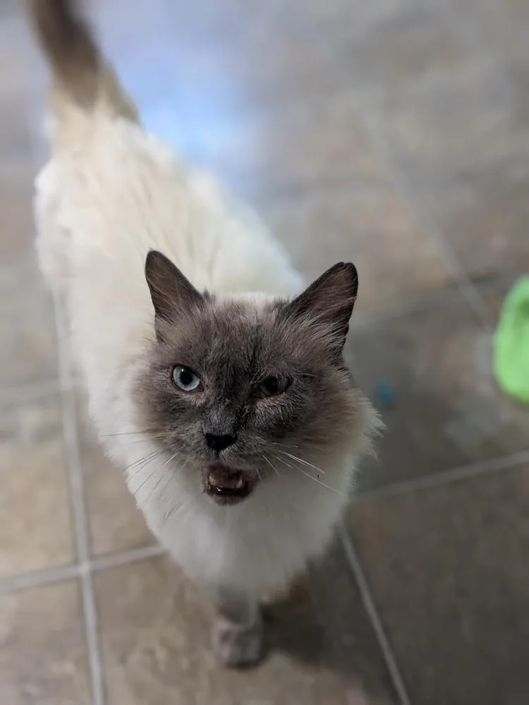 An adult medium-sized female Domestic Long Hair cat named Storm for adoption in Lewisburg, TN
