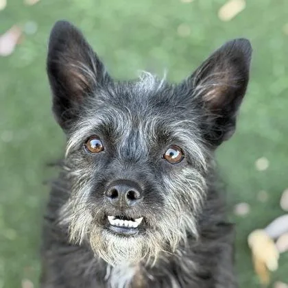 A young small-sized male Pomeranian dog named Teebo for adoption in Sacramento, CA