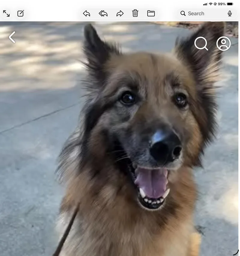 An adult large-sized male Bicolor German Shepherd Dog dog named Bodhi for adoption in Roswell, GA