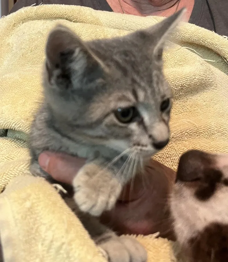 A baby small-sized female Gray / Blue / Silver Domestic Short Hair cat named Samosa for adoption in Boone, CO