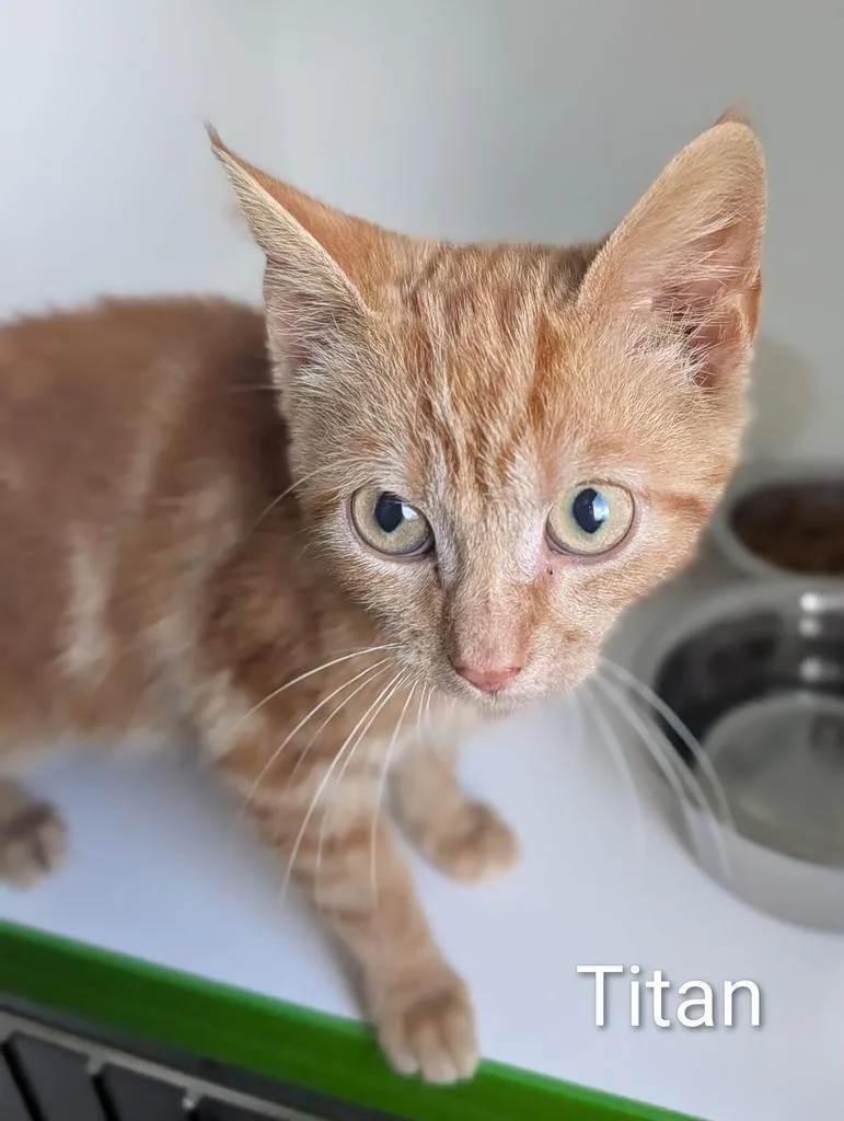 A baby large-sized male Domestic Short Hair cat named Titan for adoption in Greenfield, IN