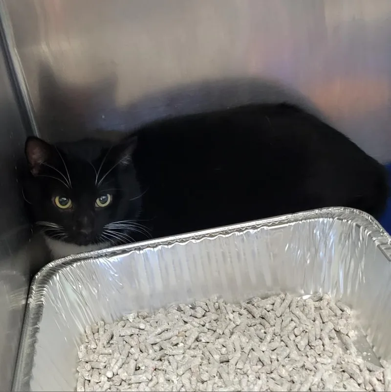 An adult large-sized male Black Domestic Short Hair cat named Ian for adoption in Parkersburg, WV